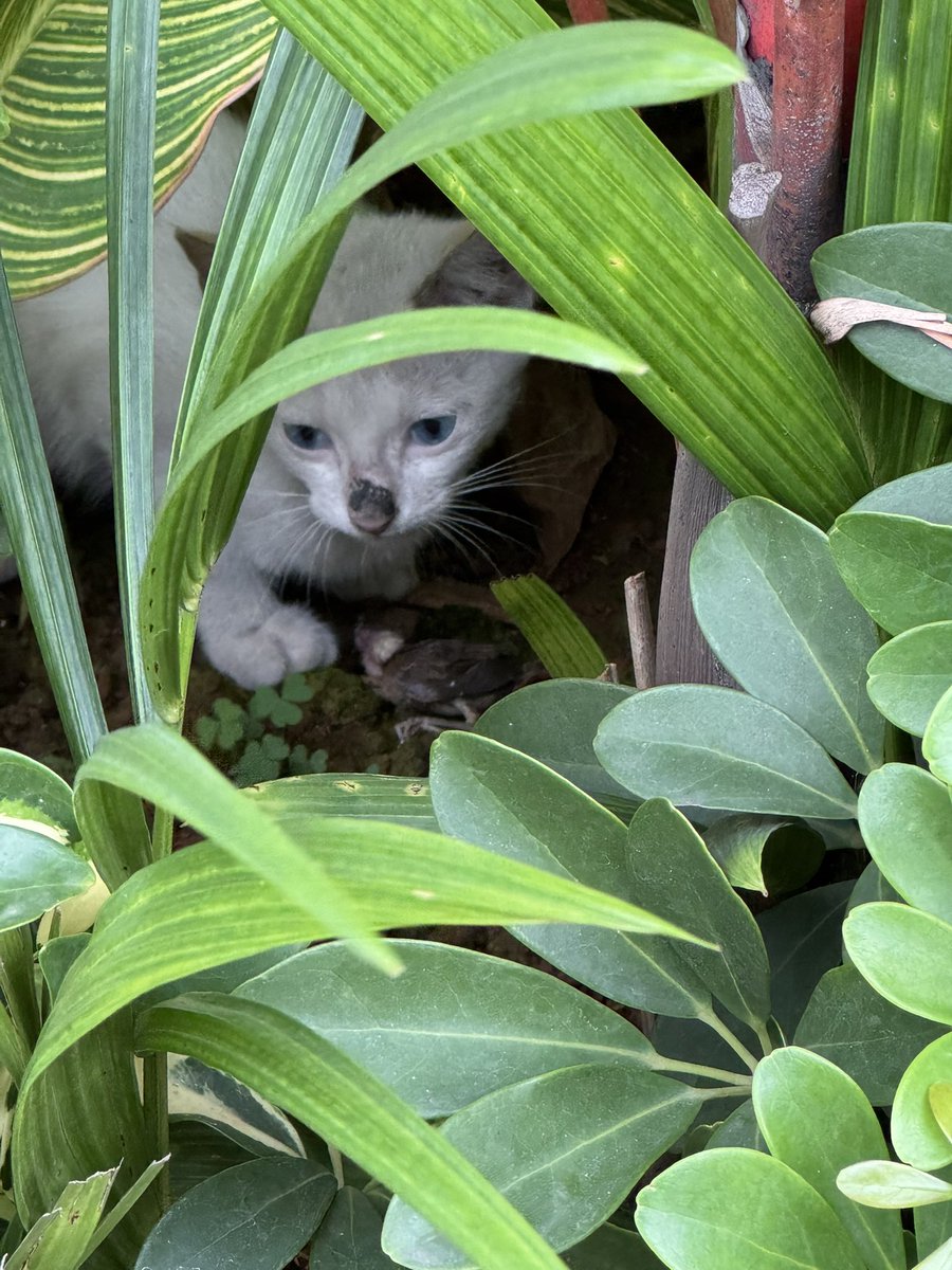 wpuddingk's tweet image. dia makan buwong cok 😿