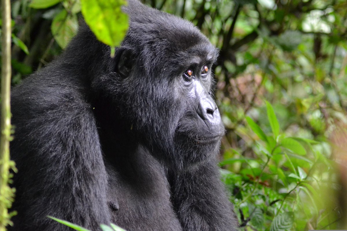 Rockman Safaris (@rockmansafaris2) on Twitter photo Itβs pouring in Bwindi.
A big silverback just ducked under a tree, glaring at the sky. One young gorilla flops onto a branch with the ultimate tantrum.
They really hate the rainβjust like us.
Experience nature's drama <a href="/Rockmansafaris2/">Rockman Safaris</a>
#ExploreUganda #gorillatrekking #bwindi Itβs pouring in Bwindi.
A big silverback just ducked under a tree, glaring at the sky. One young gorilla flops onto a branch with the ultimate tantrum.
They really hate the rainβjust like us.
Experience nature's drama <a href="/Rockmansafaris2/">Rockman Safaris</a>
#ExploreUganda #gorillatrekking #bwindi