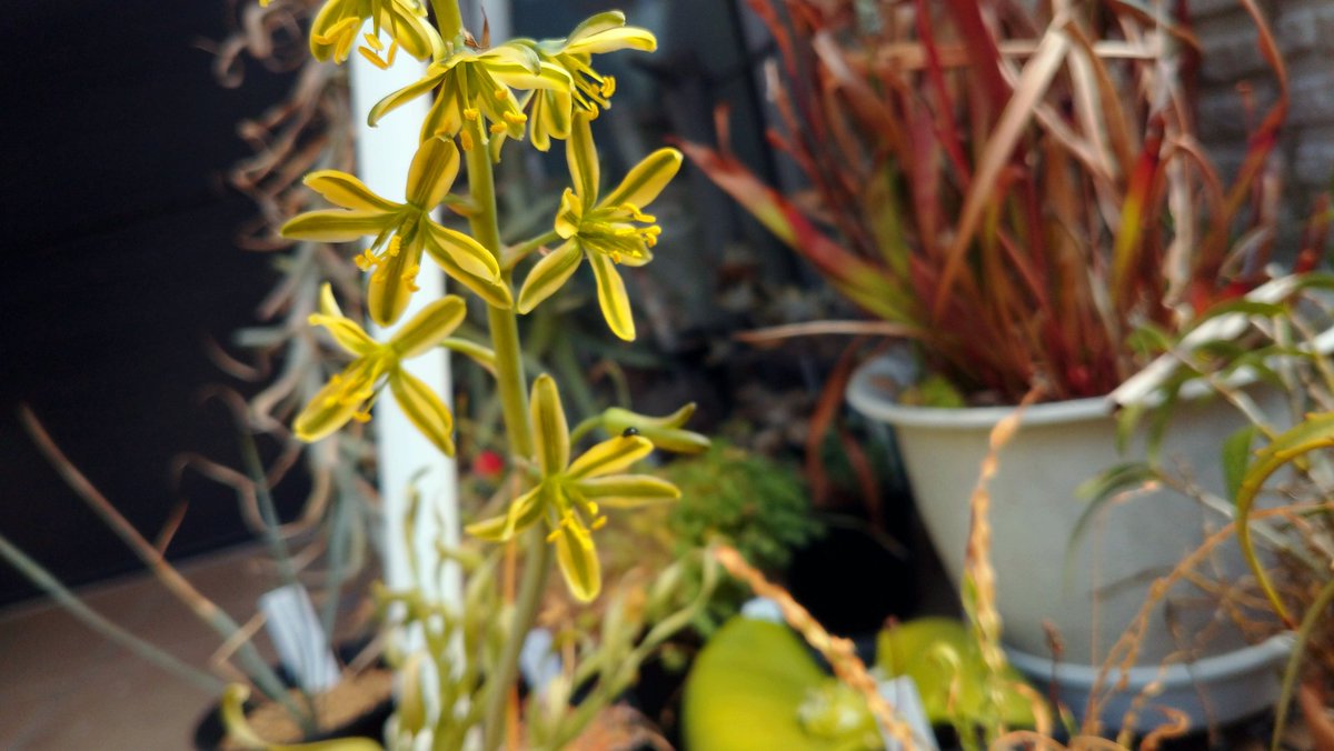 ikuon_Pshashin's tweet photo. Albuca concordiana

#Albuca #capebulb https://t.co/dQYq87ezQY