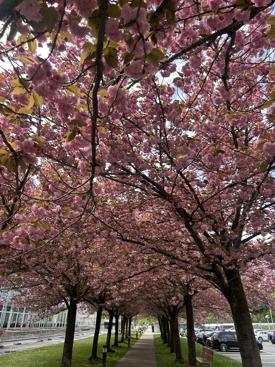 Dr Maria Neira (@drmarianeira) on Twitter photo It’s not just the trees that are blooming at WHO—so are ideas, projects, and partnerships.
Our passion for public health is growing stronger every day.
<a href="/WHO/">World Health Organization (WHO)</a> <a href="/IFMSA/">IFMSA</a> <a href="/MSF/">MSF International</a> <a href="/gavi/">Gavi, the Vaccine Alliance</a> <a href="/GCHAlliance/">Global Climate and Health Alliance</a> <a href="/GlobalFund/">The Global Fund</a> <a href="/UNITAID/">Unitaid</a> <a href="/WHOYouthCouncil/">WHO Youth Council</a> <a href="/PublicHealth/">APHA</a> <a href="/WFPHA_FMASP/">World Federation of Public Health Associations</a> It’s not just the trees that are blooming at WHO—so are ideas, projects, and partnerships.
Our passion for public health is growing stronger every day.
<a href="/WHO/">World Health Organization (WHO)</a> <a href="/IFMSA/">IFMSA</a> <a href="/MSF/">MSF International</a> <a href="/gavi/">Gavi, the Vaccine Alliance</a> <a href="/GCHAlliance/">Global Climate and Health Alliance</a> <a href="/GlobalFund/">The Global Fund</a> <a href="/UNITAID/">Unitaid</a> <a href="/WHOYouthCouncil/">WHO Youth Council</a> <a href="/PublicHealth/">APHA</a> <a href="/WFPHA_FMASP/">World Federation of Public Health Associations</a>