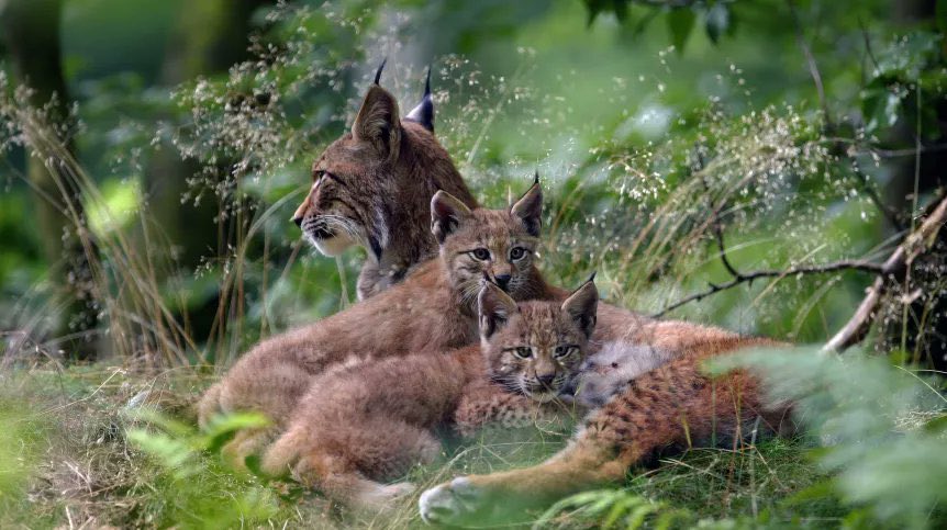 ℹ️Lynx in Europe are under stress - show researchers incl. <a href="/PAN_akademia/">Polska Akademia Nauk</a>

Protecting lynx is essential for achieving #EUBiodiversityStrategy. Stronger conservation policies needed!

🔗Follow: bit.ly/4aJgVjb

<a href="/BiodiversityEU/">Biodiversity EU Research and Innovation</a> <a href="/IUCNEurope/">IUCN European Regional Office</a> <a href="/ScienceinPoland/">Science in Poland</a> <a href="/researchinpl/">Research in Poland</a>