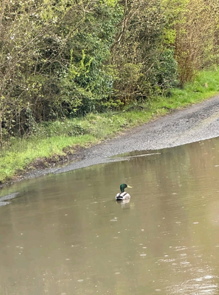 Kevin Scott (@kscott_94) on Twitter photo A pothole in Portadown has become so big that a duck has now turned it into its new home.
The duck now lives in the pothole on the Marlacoo Road.
The bill to fix this one will now ruffle some feathers at the <a href="/deptinfra/">Department for Infrastructure</a>
<a href="/BelTel/">Belfast Telegraph</a>
belfasttelegraph.co.uk/news/politics/… A pothole in Portadown has become so big that a duck has now turned it into its new home.
The duck now lives in the pothole on the Marlacoo Road.
The bill to fix this one will now ruffle some feathers at the <a href="/deptinfra/">Department for Infrastructure</a>
<a href="/BelTel/">Belfast Telegraph</a>
belfasttelegraph.co.uk/news/politics/…