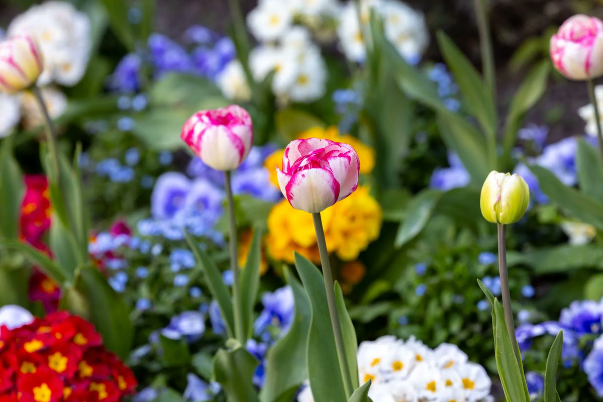JardinLuco's tweet photo. 💐 Explosion de couleurs sur nos massifs. 

Ici, les tulipes sont peintes sur une toile de primevères, pensées et myosotis. https://t.co/TrHoFJDlte