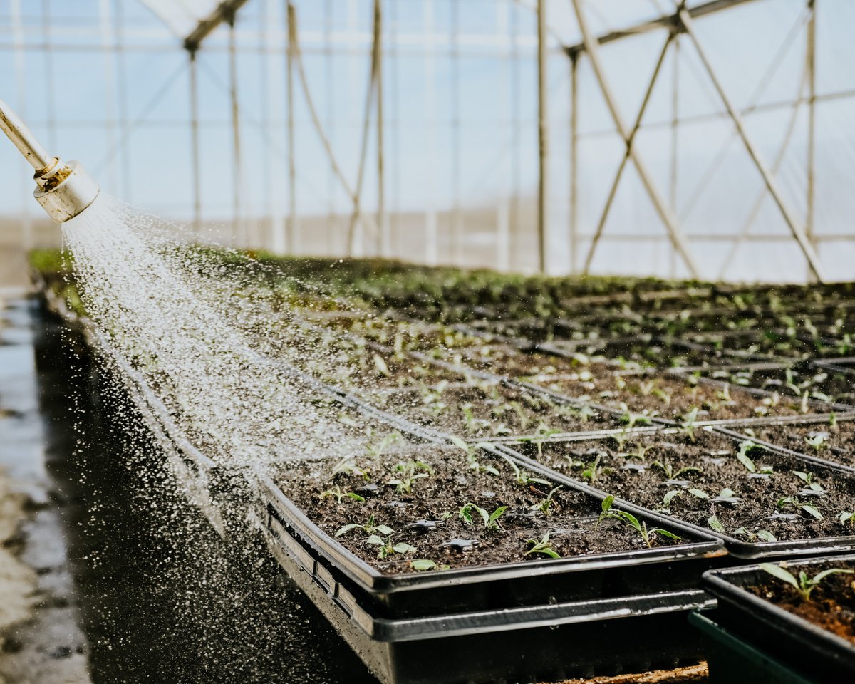 AlimentsNB's tweet image. La saison du repiquage a commencé, une étape clé pour assurer l'arrivée sur nos tables de produits frais cultivés dans la province!

Qui a hâte? 🙋🍓🍅🥕🌽🥬🫑🫐🍇 Allez à EatLocalNB.ca pour voir quels produits du N.-B. sont disponibles maintenant!