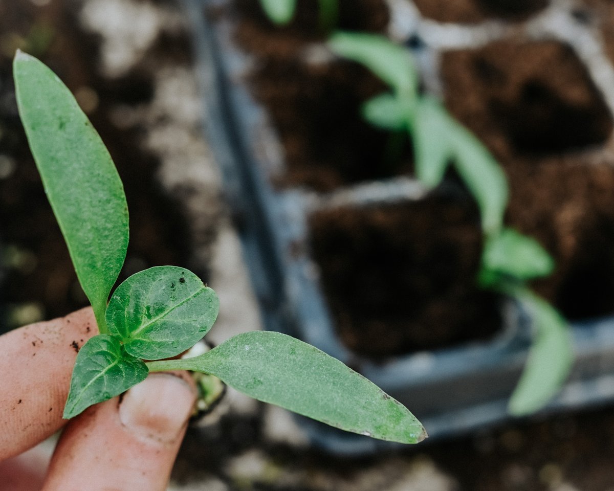 AlimentsNB's tweet image. La saison du repiquage a commencé, une étape clé pour assurer l'arrivée sur nos tables de produits frais cultivés dans la province!

Qui a hâte? 🙋🍓🍅🥕🌽🥬🫑🫐🍇 Allez à EatLocalNB.ca pour voir quels produits du N.-B. sont disponibles maintenant!