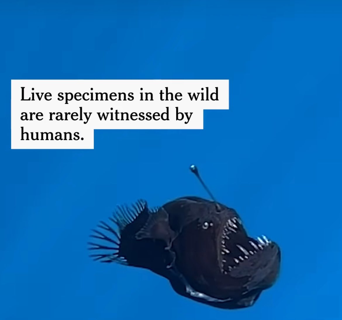 Anglerfish tweet media