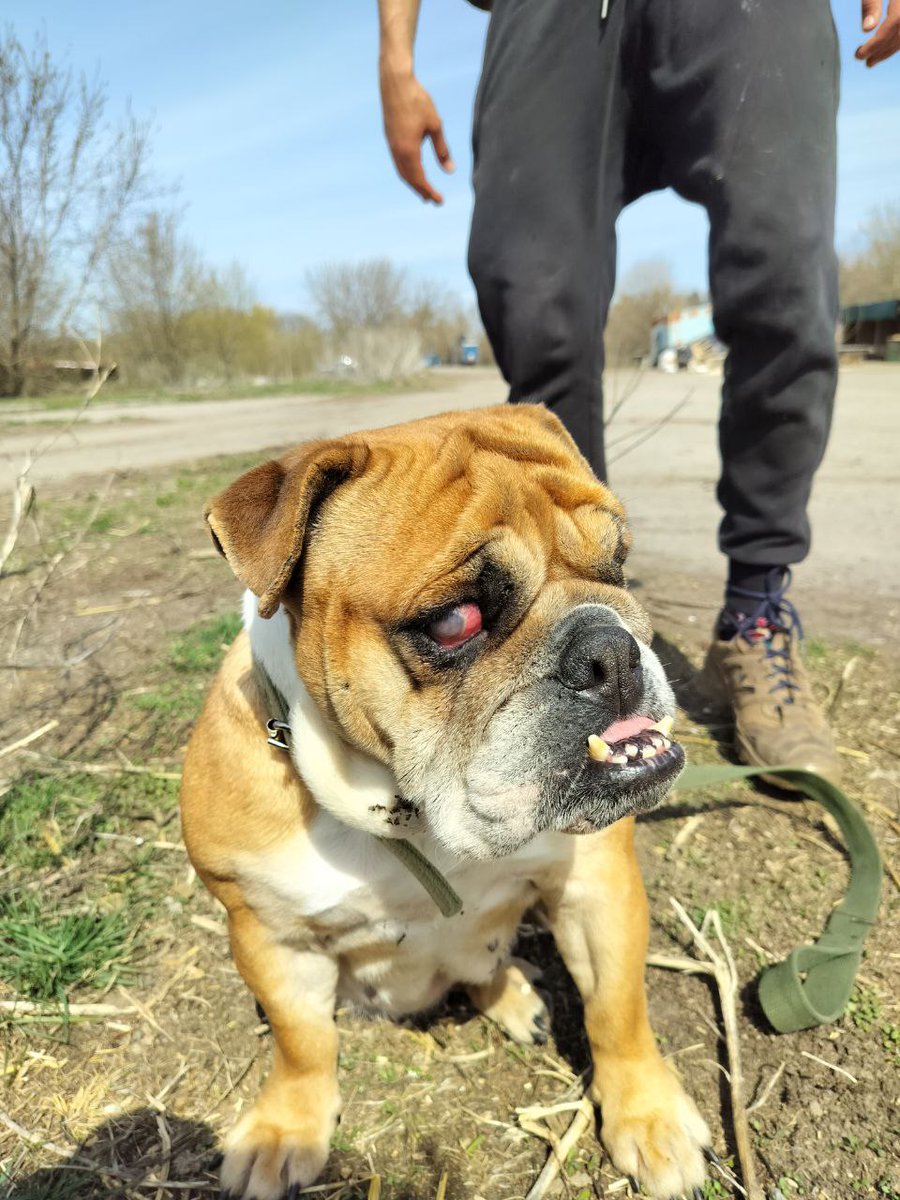 Наша нова підопічна. Це дівчинка Даяна. За словами її колишнього  господаря їй два роки... Страшно уявити, що вона пережила у заводчика 🥲