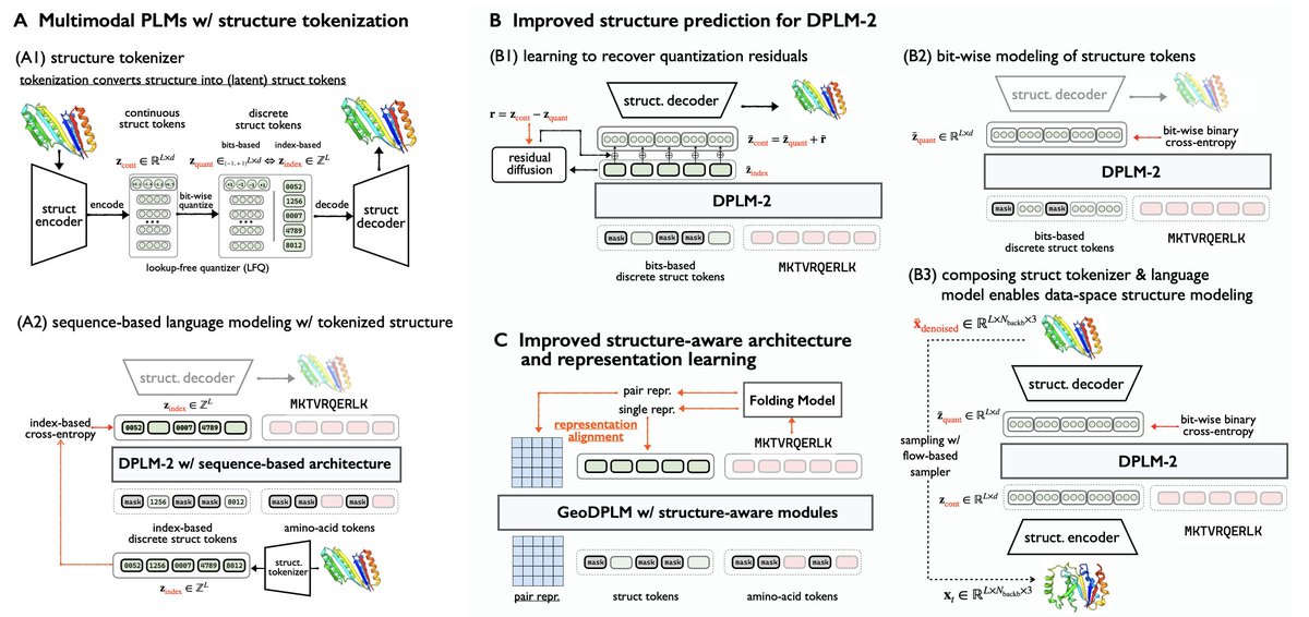 BiologyAIDaily's tweet photo. Elucidating the Design Space of Multimodal Protein Language Models

1. This paper presents a systematic exploration of the design space for multimodal protein language models (PLMs), identifying key limitations in token-based structural modeling and proposing architectural and training innovations to overcome them.

2. Tokenizing 3D protein structures into discrete tokens, a common practice in multimodal PLMs like DPLM-2 and ESM3, causes fidelity loss in structural detail. The authors show that bit-wise token representations and residual modeling can recover this loss and improve folding accuracy.

3. Bit-wise supervision significantly outperforms index-based structural tokens, increasing structure prediction accuracy while reducing deviation from ground truth. On PDB test sets, it reduces RMSD from 5.52 to 3.22 and increases TMscore to over 0.90.

4. The authors introduce RESDIFF, a lightweight residual diffusion module to recover fine-grained geometric details lost during tokenization. When combined with bit-based modeling, it further improves folding accuracy with minimal computational overhead.

5. A hybrid generative model is proposed, combining structure encoder, PLM, and decoder as a structure denoising pipeline. This enables direct data-space structure generation using flow matching, improving atomic-level predictions without sacrificing scalability.

6. To incorporate geometric inductive biases, the authors introduce GeoDPLM, which integrates structure-aware attention and pairwise representations, akin to AlphaFold’s PairFormer. These modules refine folding and improve generation diversity.

7. REPA (Representation Alignment to Folding Models) transfers structural semantics from pretrained folding models (e.g., ESMFold) to the PLM. This soft alignment boosts structural diversity and generative performance across architectures.

8. Combining bit-based modeling, geometric modules, and REPA achieves state-of-the-art folding accuracy with only 650M parameters, matching or surpassing 3B-size baselines like ESMFold and MultiFlow, while improving training speed and sample diversity.

9. The study also explores the impact of multimeric protein data. Incorporating multimer chains and position offsets into modeling improves performance for both multimer and monomer structures, indicating shared structural principles.

10. The final recommended setting—GeoDPLM with bit-based modeling—offers the best trade-off between accuracy, diversity, training efficiency, and unconditional generation, laying the foundation for future scalable and general-purpose protein models.

💻Code: https://t.co/LBB0m3PCV4
📜Paper: https://t.co/g2mFd8Bvyz

#proteindesign #bioinformatics #proteinlanguage #multimodalmodels #deeplearning #proteinstructure #generativemodels #AlphaFold #AI4Science #diffusionmodels