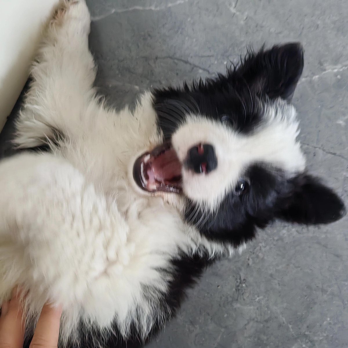 반려동물과 함께하는 삶은 매일 끝없는 사랑에 둘러싸여 사는 것을 의미합니다 ❤️🐾