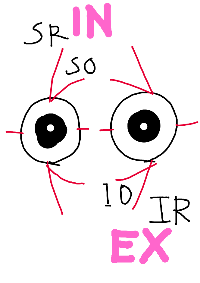 VDAQ0TW1pXlvZ8w's tweet photo. 上についている筋は内方回旋筋(IN)
下についている筋は外方回旋筋(EX)
ムフムフ🧠
#回旋
#counterrolling
#Parks3steptest
#BHTT https://t.co/VyHObuX61U