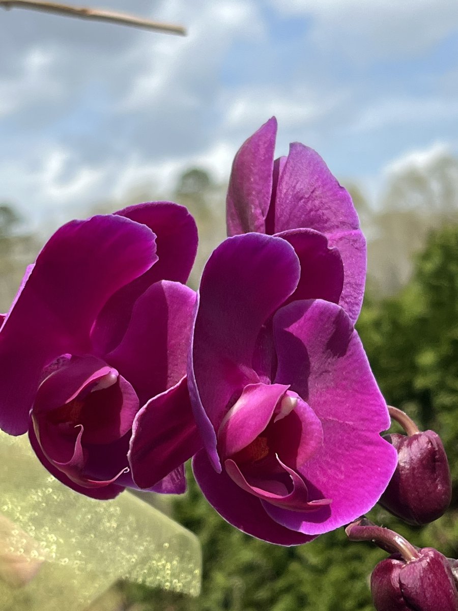 #NationalOrchidDay jillweatherholt.substack.com/p/nationalorch…?