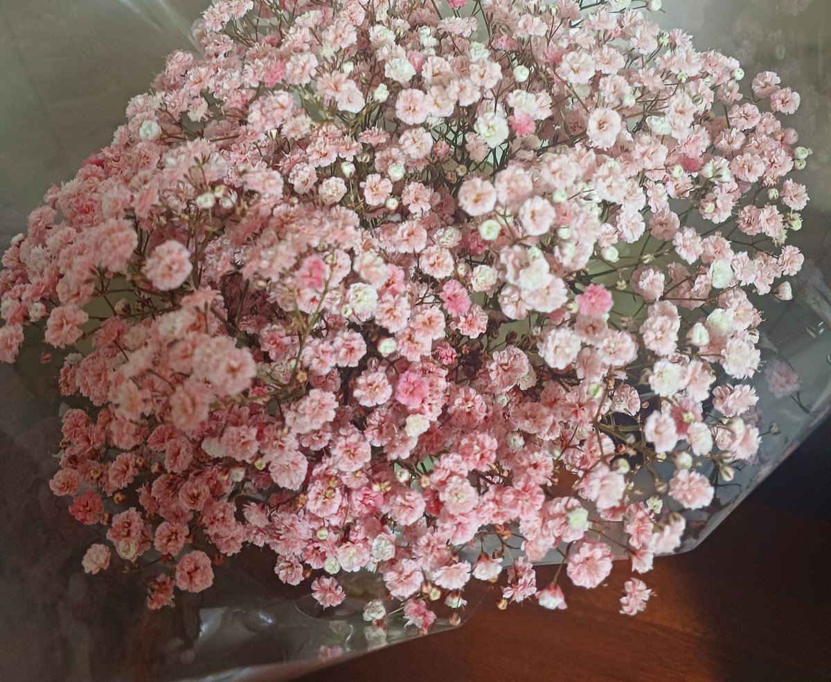 주인님과 하루종일 데이트를 하고
돌아오는길에 안개꽃을 샀다
아직 지지않은 벚꽃도 보고 
돌아다니는 길고양이도 두마리 보았다
오늘은 봄이었다