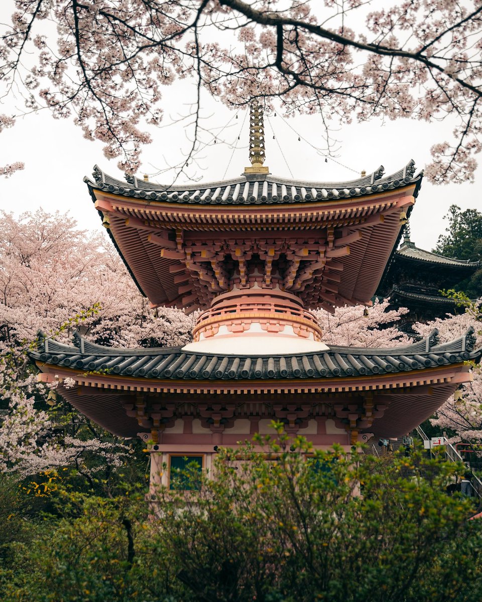 A scared Sakura scene from Japan! Part-2