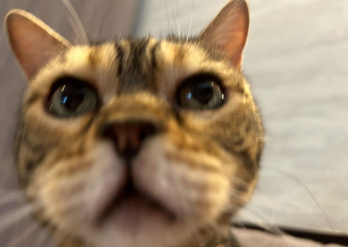 bornfreeonekiss's tweet photo. 私達は元気だにゃん！😹 https://t.co/wHi1FyyRUn