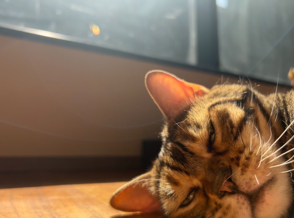 bornfreeonekiss's tweet photo. 私達は元気だにゃん！😹 https://t.co/wHi1FyyRUn