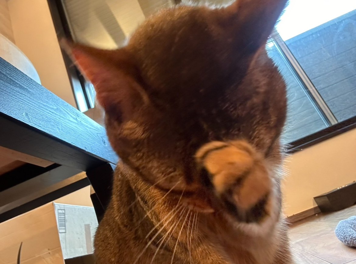 私達は元気だにゃん！😹