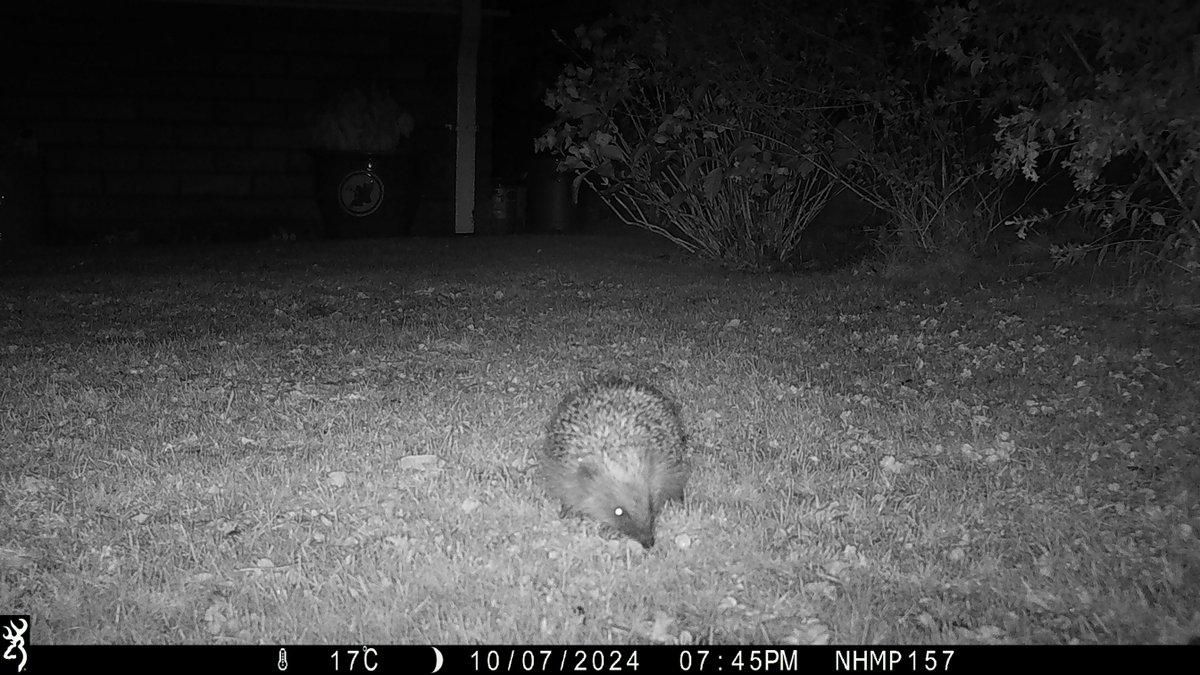 People's Trust for Endangered Species (@ptes) on Twitter photo Hedgehog Champions check your inbox for April's Hedgehog Street e-news. We need your help spotting hedgehogs for a new project!🦔👀
Not already a #HedgehogChampion? Sign up 👉 hedgehogstreet.org/register
#HedgehogStreet is a joint campaign run by us & <a href="/hedgehogsociety/">Hedgehog Society</a> Hedgehog Champions check your inbox for April's Hedgehog Street e-news. We need your help spotting hedgehogs for a new project!🦔👀
Not already a #HedgehogChampion? Sign up 👉 hedgehogstreet.org/register
#HedgehogStreet is a joint campaign run by us & <a href="/hedgehogsociety/">Hedgehog Society</a>