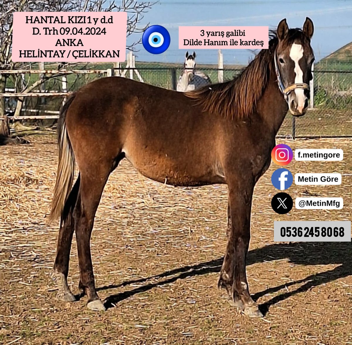 1 yş. #Anka tayı HANTAL KIZI
Yaş 1 y dd
Doğ. Trh 09.04.2024
 ANKA
 HELİNTAY / ÇELİKKAN 
#İdmanda #KoşanAtlar #TercihliKısraklar #GebeKısraklar #ArapTaylar #İngilizTaylar #Yearling #ArabianHorses #Stallion #Tjk #Hipodrom #hara #Çiftlik  #TaySatış 0536 245 80 68