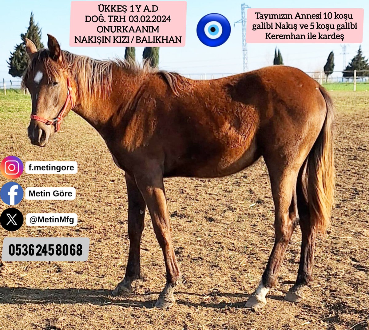 1 yş. #Onurkaanım tayı ÜKKEŞ
Yaş 1 y ad
Doğ. Trh 03.02.2024
Baba ONURKAANIM
Anne NAKIŞIN KIZI / BALIKHAN
#İdmanda #KoşanAtlar #TercihliKısraklar #GebeKısraklar #ArapTaylar #İngilizTaylar #Yearling #ArabianHorses #Stallion #Tjk #Hipodrom #hara #Çiftlik  #TaySatış 0536 245 80 68