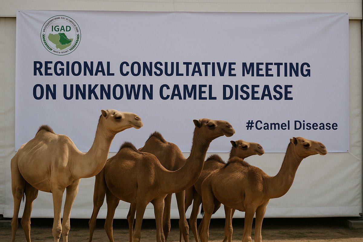 Ekta Patel (@ehpatel) on Twitter photo There is an urgent need to strengthen surveillance, diagnostics & cross-border coordination to protect pastoral livelihoods- discussed at the <a href="/IGAD_CPALD/">ICPALD</a> Regional Consultative Meeting on unknown #CamelDisease with <a href="/adafsa_gov/">ููุฆุฉ ุฃุจูุธุจู ููุฒุฑุงุนุฉ ูุงูุณูุงู
ุฉ ุงูุบุฐุงุฆูุฉ</a>, <a href="/mercycorps/">Mercy Corps</a>, governments of Kenya, Ethiopia & Somalia There is an urgent need to strengthen surveillance, diagnostics & cross-border coordination to protect pastoral livelihoods- discussed at the <a href="/IGAD_CPALD/">ICPALD</a> Regional Consultative Meeting on unknown #CamelDisease with <a href="/adafsa_gov/">ููุฆุฉ ุฃุจูุธุจู ููุฒุฑุงุนุฉ ูุงูุณูุงู
ุฉ ุงูุบุฐุงุฆูุฉ</a>, <a href="/mercycorps/">Mercy Corps</a>, governments of Kenya, Ethiopia & Somalia