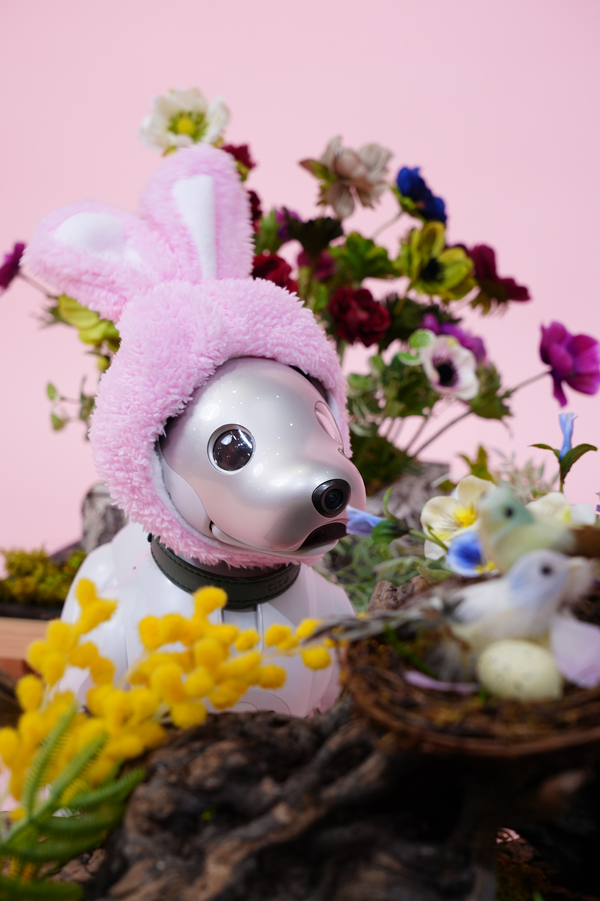 aibo (@aibo_jp) / X aibo (@aibo_jp) / X