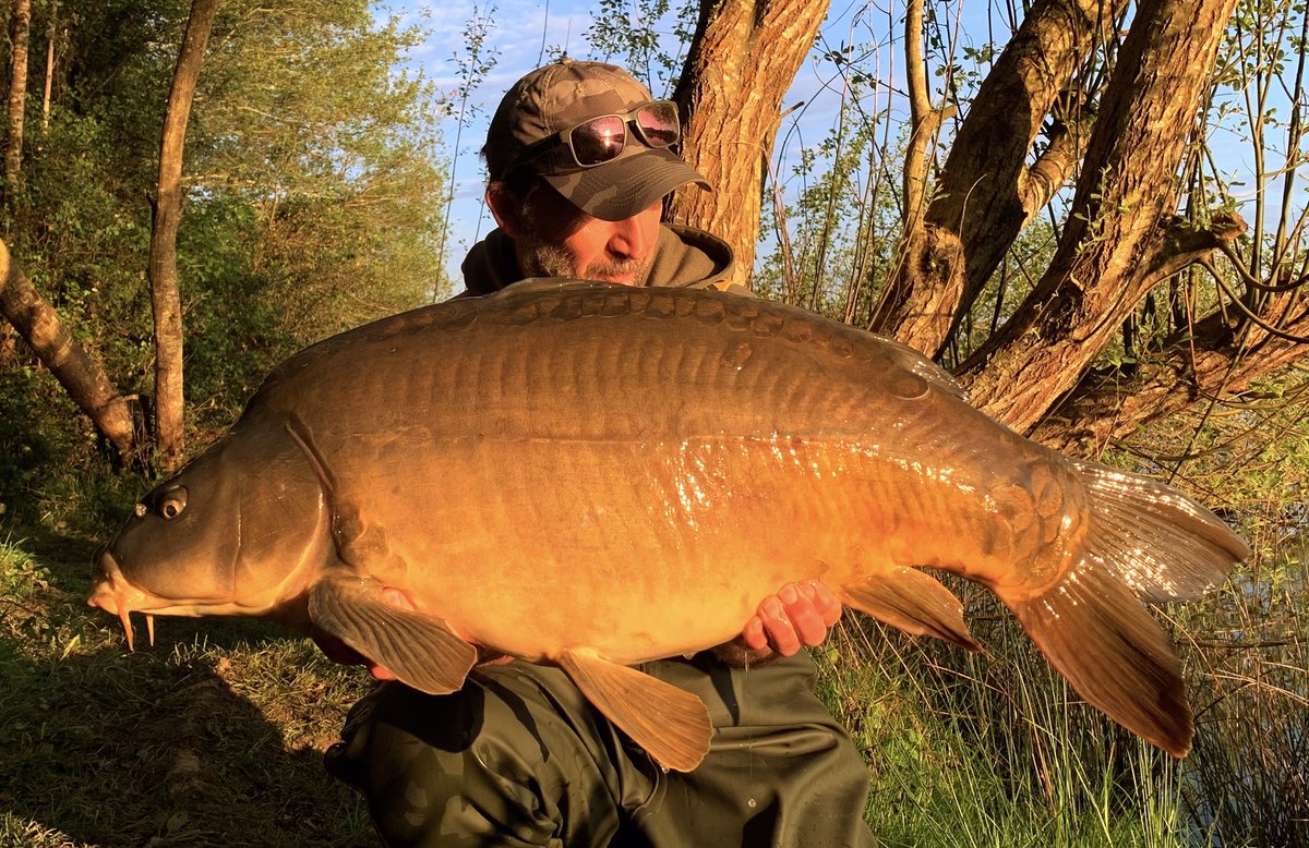 Last morning, and I was paid a visit by this beautiful mirror 😍
42lb-12oz! Very grateful indeed…🐝🐝🐝🙏🏽🥳
#bigladinfrance 
#bigcarpculture
#lovelytimes