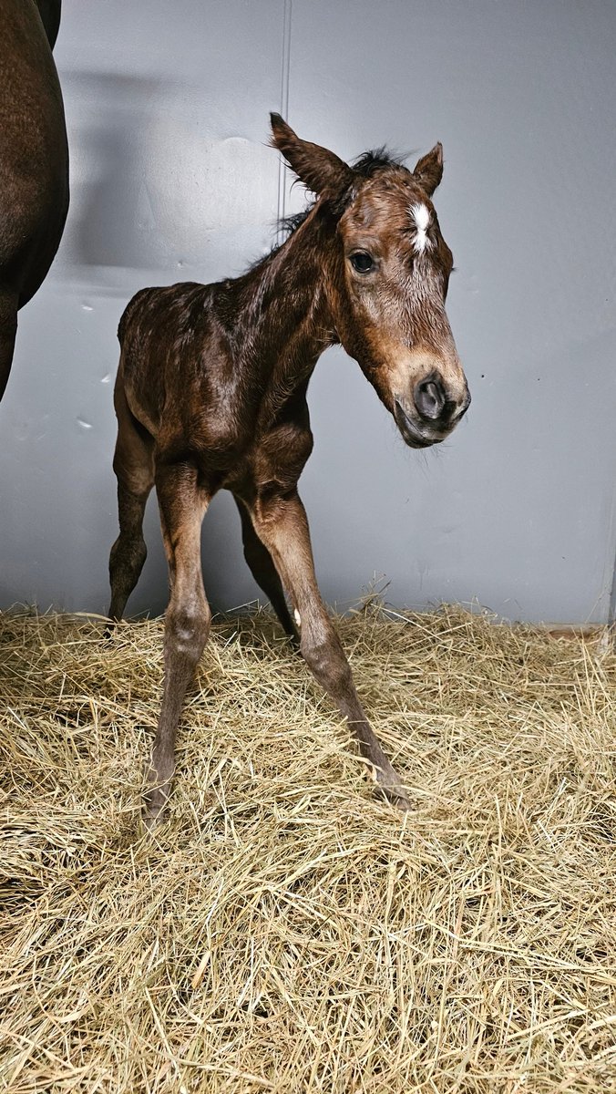Endeavor Farm KY (@endeavorfarmky) on Twitter photo The second arrival was the gorgeous Midshipman filly out of #firsttimemom Lamson Avenue. Congrats to Six K's Training on the new addition! #foalsof2025 #Midshipman #thoroughbred <a href="/DarleyAmerica/">Darley in America</a> #twofer #doubleheader The second arrival was the gorgeous Midshipman filly out of #firsttimemom Lamson Avenue. Congrats to Six K's Training on the new addition! #foalsof2025 #Midshipman #thoroughbred <a href="/DarleyAmerica/">Darley in America</a> #twofer #doubleheader