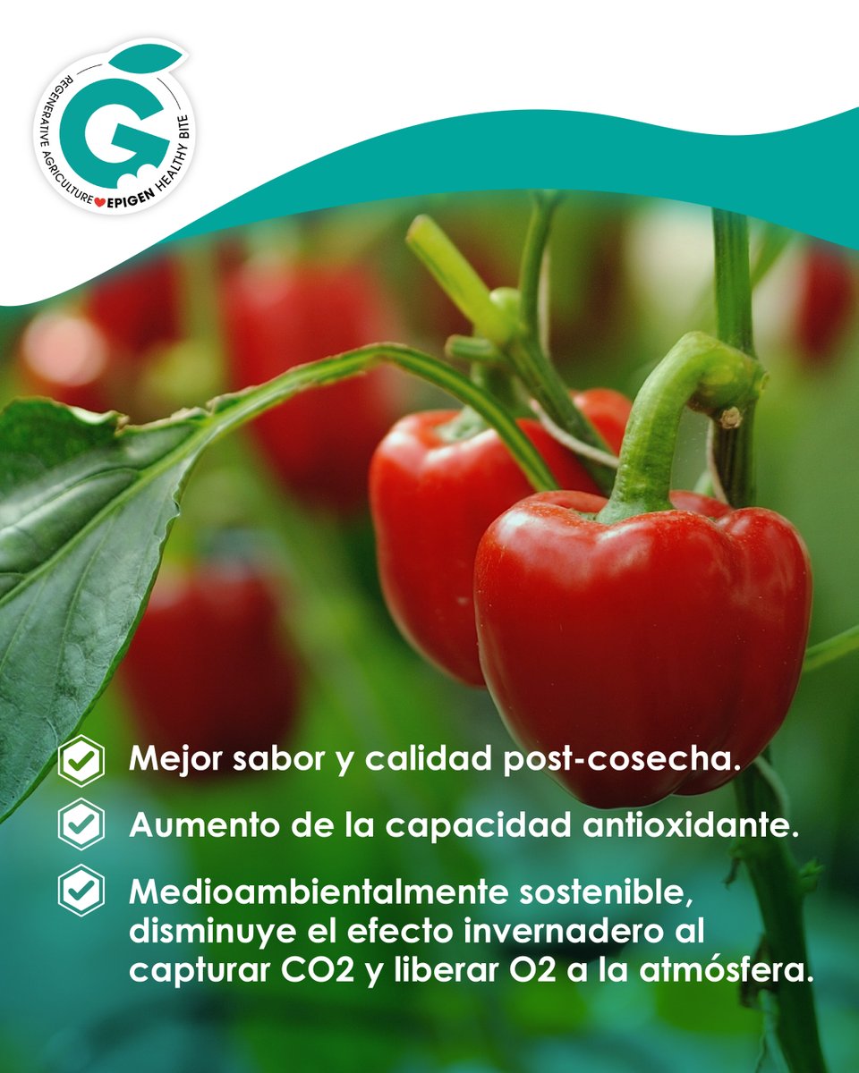✅ Características de los #alimentos producidos bajo el método #epigenhealthybite 

✔️ Mejor #sabor y calidad post-cosecha
✔️ Aumento de la capacidad #antioxidante
✔️ Medioambientalmente #sostenible, disminuye el #efectoinvernadero al capturar CO2 y liberar O2 a la atmósfera