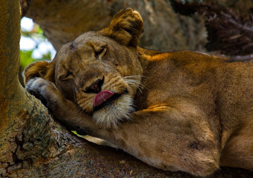 Corners of Earth Safari tweet media