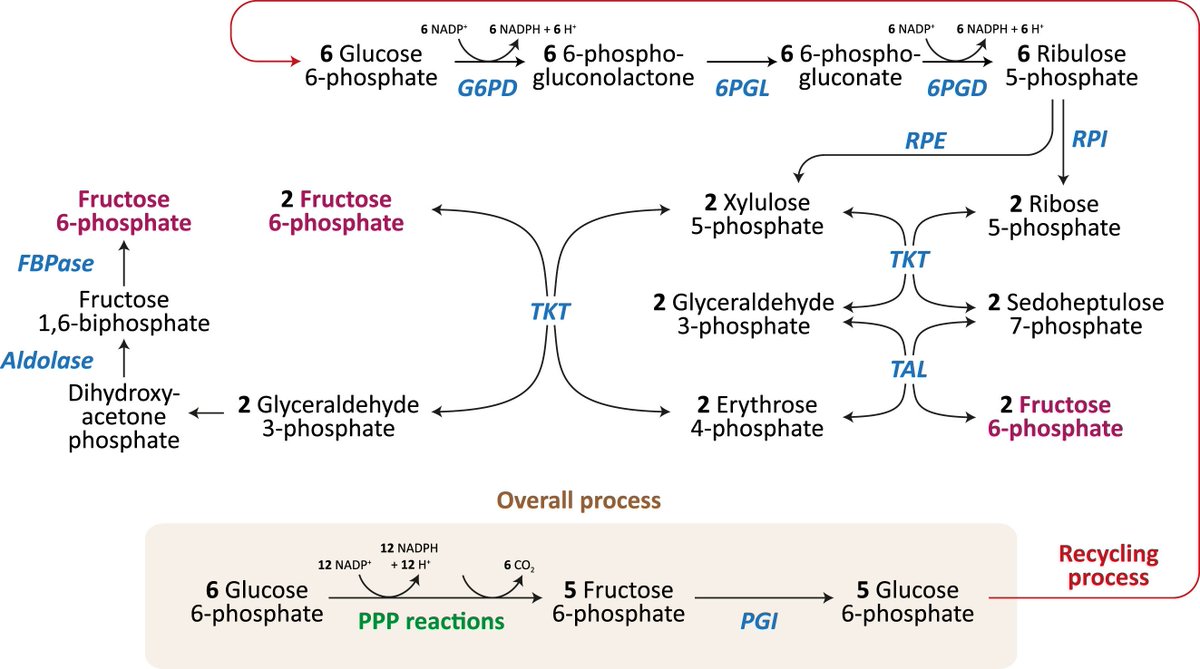 Felix Scholkmann tweet media