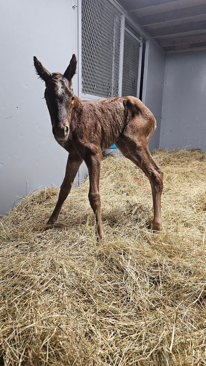 Endeavor Farm KY (@endeavorfarmky) on Twitter photo A busy night in the foaling barn with back to back arrivals from <a href="/DarleyAmerica/">Darley in America</a> stallions! The first was this fiesty Proxy filly out of Honest Outlaw. Congratulations to Wolverton Mountain Farm! #foalsof2025 #fiesty #redheads #thoroughbred #twofer #doubleheader A busy night in the foaling barn with back to back arrivals from <a href="/DarleyAmerica/">Darley in America</a> stallions! The first was this fiesty Proxy filly out of Honest Outlaw. Congratulations to Wolverton Mountain Farm! #foalsof2025 #fiesty #redheads #thoroughbred #twofer #doubleheader