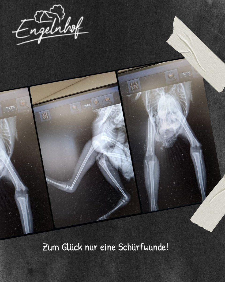 engelnhof's tweet photo. Bei uns wird es nie langweilig! 🦉
In der Scheune zieht ein #Waldkauz drei Küken groß – bis vorletzte Nacht eines aus dem Kasten fiel. 😢
Nach dem Röntgen: nur eine Schürfwunde! 💪
Jetzt wird das Kleine in der Wildtierstation Rastede aufgepäppelt. ❤️ #Wildtierhilfe #Engelnhof https://t.co/5PZunZhb0y