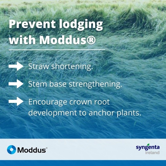 SyngentaIrl's tweet image. Don’t forget!

Winter wheat is nearing growth stage 30/31. MODDUS® prevents lodging in 3 key ways. 
See them below ⬇️

#Tillage #CropControl