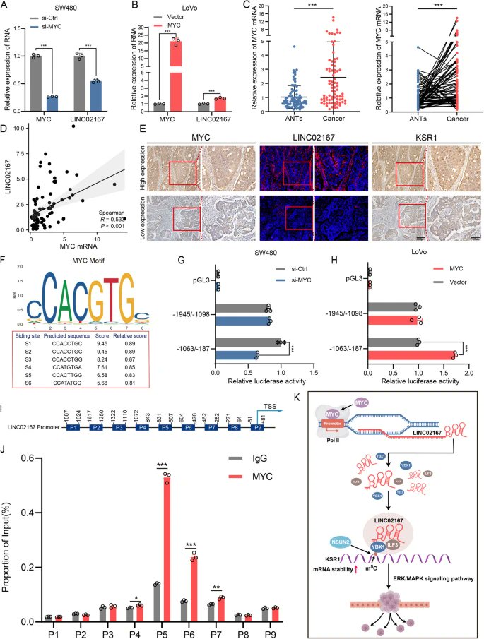 JournalofExper1's tweet image. Just published!🐾

LINC02167 stabilizes KSR1 #mRNA in an m5C-dependent manner to regulate the ERK/MAPK signaling pathway and promotes #colorectalcancer metastasis

Open access🔓
jeccr.biomedcentral.com/articles/10.11…

#LongnoncodingRNA
#Metastasis
#Transcription
