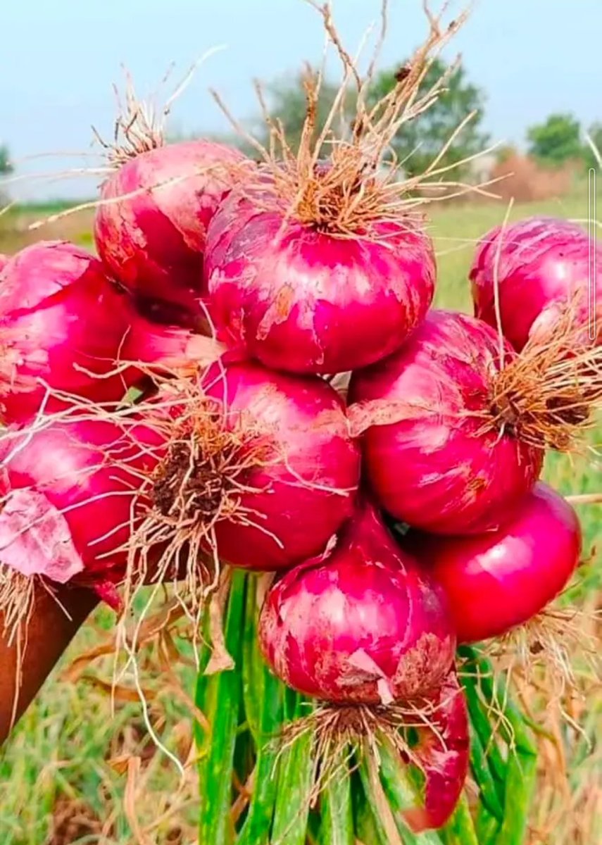 niyopatrico's tweet photo. See the Onions:
More than just a kitchen staple they’re rich in antioxidants, support heart health and boost immunity. In farming, they offer quick returns, grow in diverse soils, and fit well in crop rotation. A small bulb with big benefits.
#OnionPower
 #AgriFacts
@Agronomme_ https://t.co/eE5616Cq4i