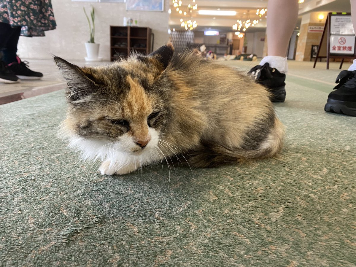 お出迎えにゃんこがかわいい〜♡ 尻の匂い嗅がせてくれた〜！ そして