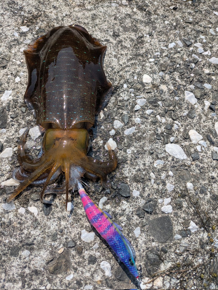 ちょ～お久しエギング　#抱いたんじゃない抱かせたんだ　#エギング　#アオリイカ　#釣り