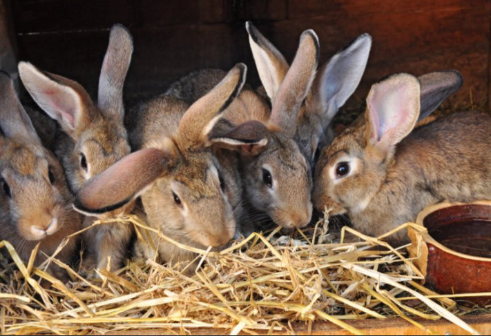 AgriHopper's tweet image. If a rabbit grows 100g/week on natural feed and 160g/week on pellet feed,
📈 How much more weight does it gain in 10 weeks on pellets?
Answer below
This is why feed matters
#AgriHopperQuiz #SmartFeeding