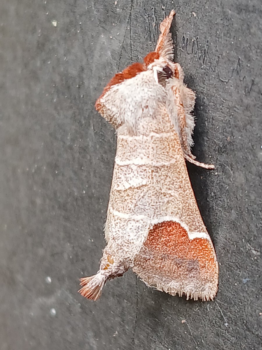 Baggeridge Park tweet media