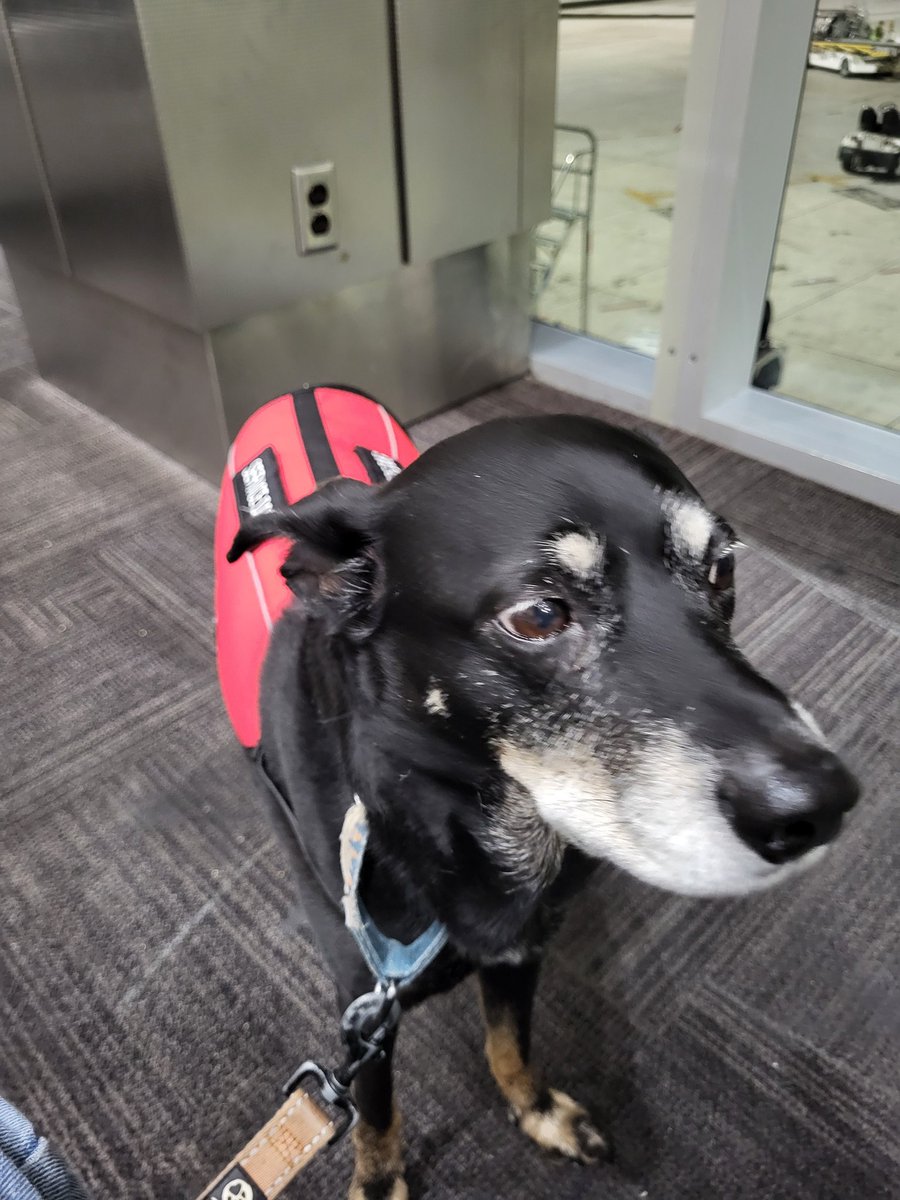 Hudson is a Dog tweet media