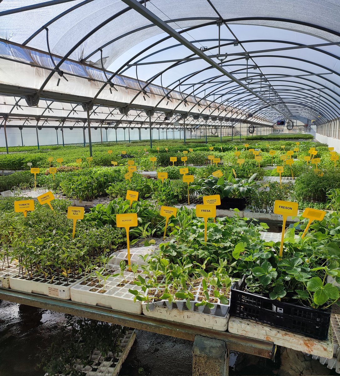 Jesús Escrivà tweet media