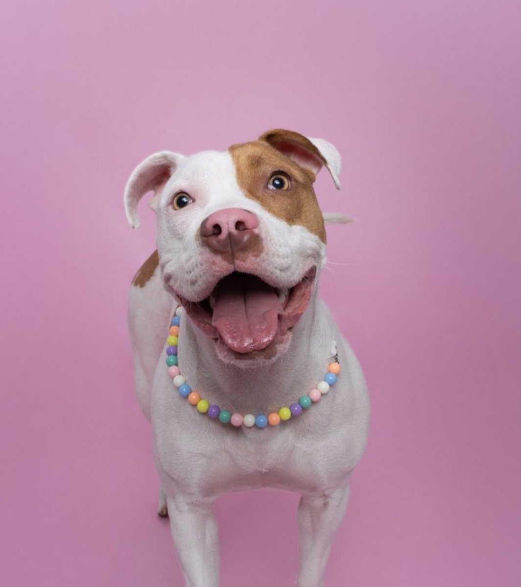 ¿Te gustan los animales?

¿Tienes mascota?

Sígueme en Insta @bchicmascotas !!

Emprendedora con ganas de crecer busca grupito bonito de gente…

Twitter…haz tu magia y ayúdameee!!