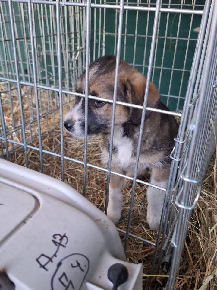 📌1,147 days of the full-scale invasion. 
🚙 We evacuated 61 animals from the villages and towns of the Donetsk region and the Kharkiv region.  
🚗 The dog was transported from Dnipro to the Poltava region. Previously, the animal was temporarily sheltered by Save Animals after