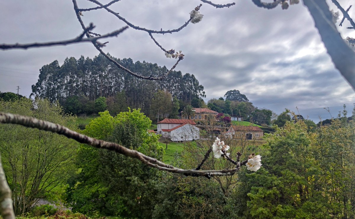 Joaquin Caamaño (@j_caamano) on Twitter photo Viendo florecer los cerezos por Somió en una mañana con chubascos intermitentes y 7°c.
#Gijón - #Asturias
<a href="/AEMET_Asturias/">AEMET_Asturias</a>
<a href="/ElTiempoA3/">El Tiempo de Antena 3</a>
<a href="/aquilatierratve/">Aquí la Tierra</a>
<a href="/TurismoAsturias/">TurismoAsturias</a> Viendo florecer los cerezos por Somió en una mañana con chubascos intermitentes y 7°c.
#Gijón - #Asturias
<a href="/AEMET_Asturias/">AEMET_Asturias</a>
<a href="/ElTiempoA3/">El Tiempo de Antena 3</a>
<a href="/aquilatierratve/">Aquí la Tierra</a>
<a href="/TurismoAsturias/">TurismoAsturias</a>