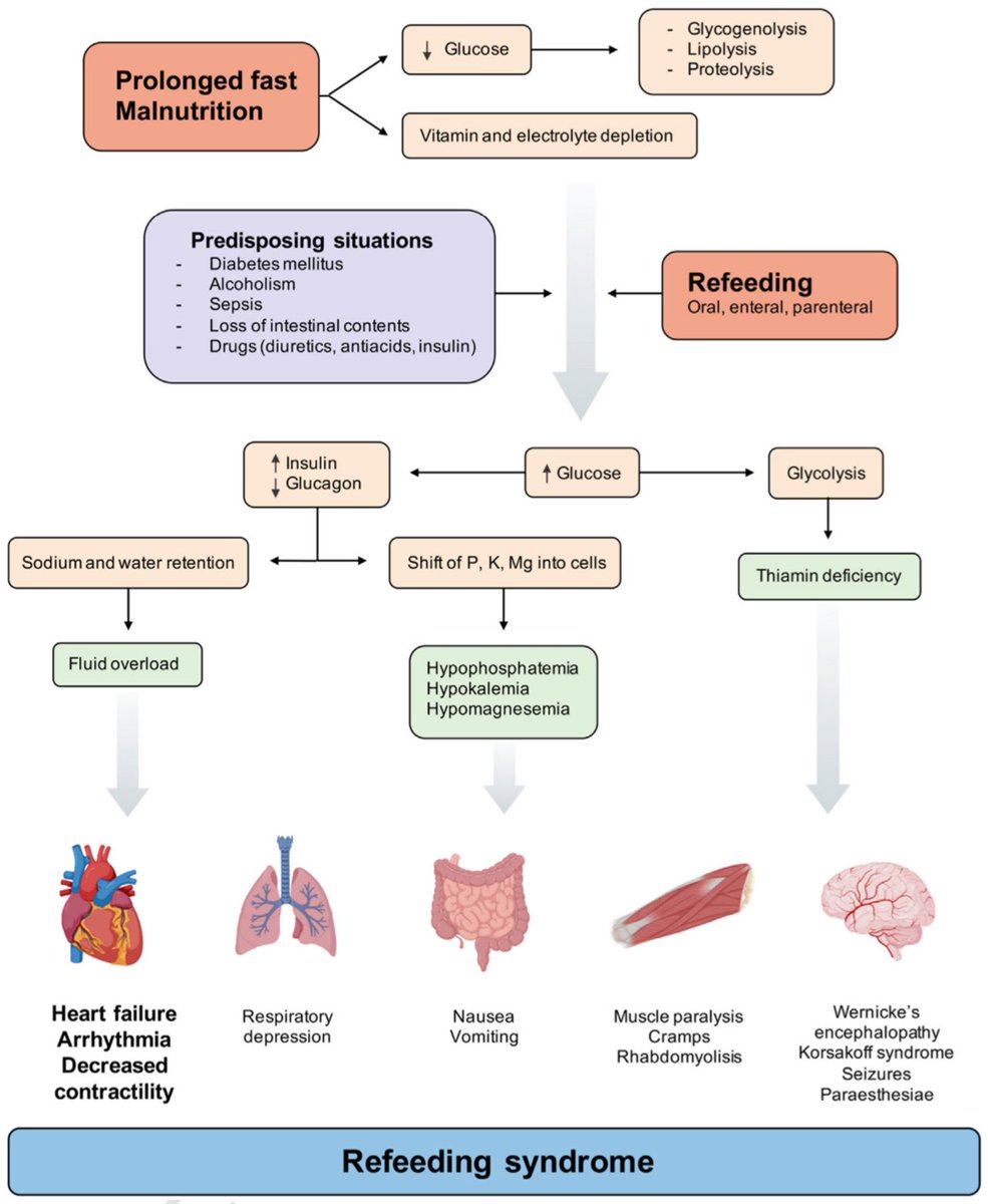 Fisiopatología del síndrome de realimentación (SR) ⚙️

📸: DOI:10.1016/j.clnu.2021.07.027

Fuente: pubmed.ncbi.nlm.nih.gov/34461588/