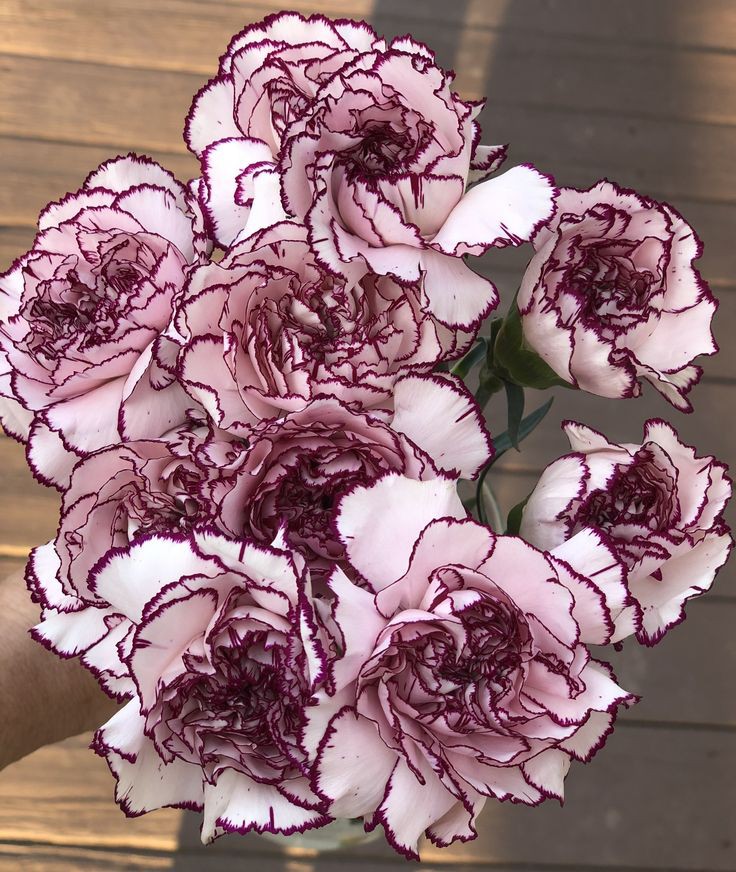 Carnations 💮💮