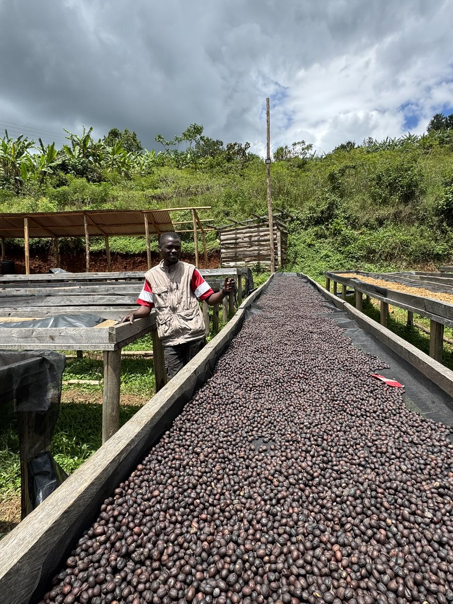 KBarigye's tweet photo. The lovely job has taken me to another lovely place in the hills of Nyakishenyi where we have opened our new source of beautiful coffees. The images below show coffee on drying beds and the road to the station. This coffee is definitely winning awards this year! https://t.co/by5sHIgUjm