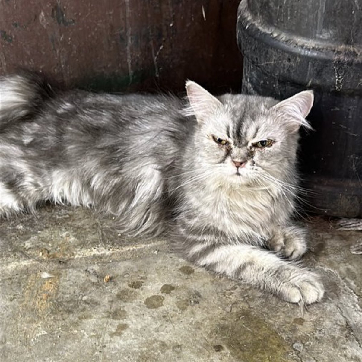 عشر سنوات مطالبة بإغلاق سوق الاجرام !
عشر سنوات كفيله ببناء دول مو فقط إغلاق مستنقع !

ارجوكم مسؤول واحد فقط ينزل يشوف الكابوس الي عايشينه الحيوانات هناك بدون اكل وتحت الشاحنات وسيارات !!! يتم رميها مباشره بشوارع بعد ما تفشل عمليه بيعهم لها 

#سوق_الاجرام