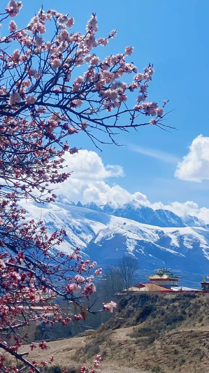 GanziChina's tweet image. Who knew Ganzi hid this gem — Tuoba Village! Snow-capped peaks as your backdrop, apricot blossoms blazing like sunset... spring here is a total feast for the eyes! 
#GanziGuide #SpringTrip #flower #SnowMountain #Travel