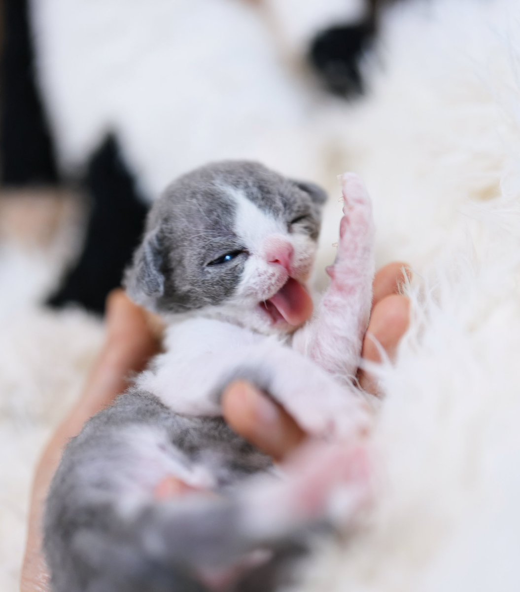 ZouZhou1112's tweet image. New litter❤️
New born Devon Rex boy
Blue with white baby

An outstanding boy with extreme head and impeccable condition🩷❤️🧡💛💚🩵💙💜
#DRX #devonrexcat #devonrex #devonrexcattery #devonrexkitten #gulooodevonrex